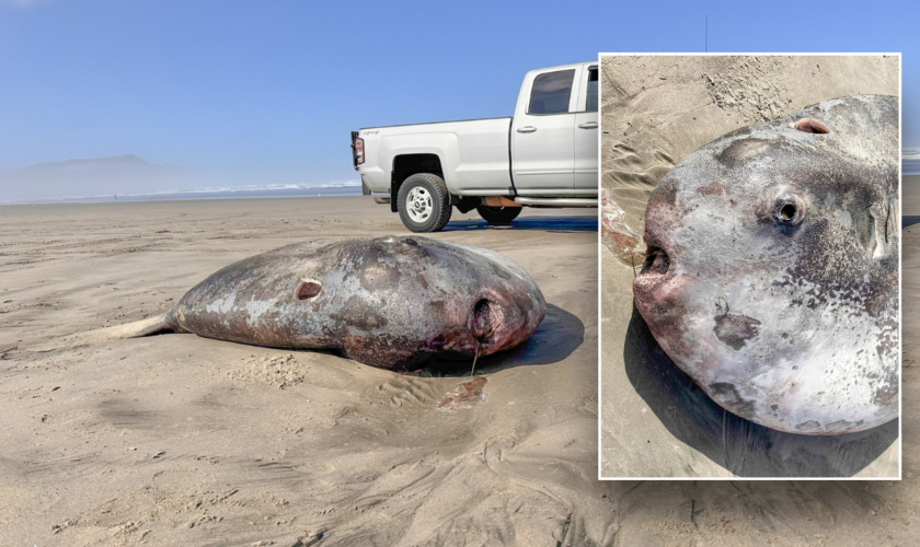 Odd-looking fish, largest of its kind, washes up on beach, stumps experts: 'Remarkable'