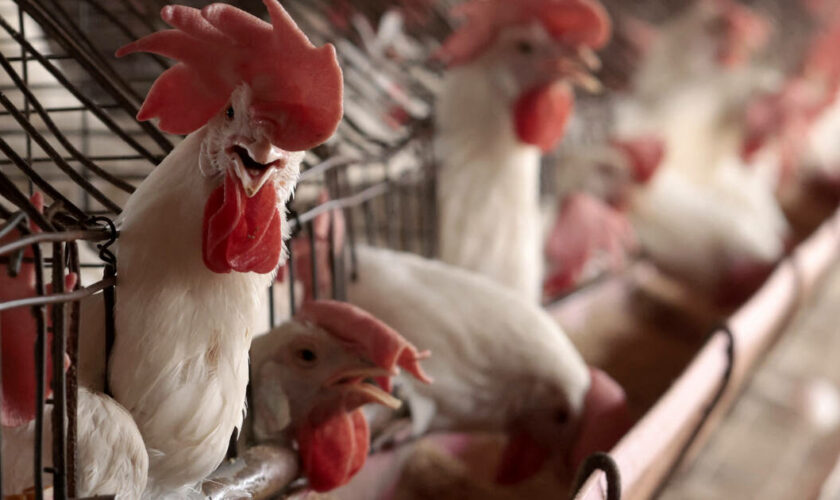 Face à la propagation de la grippe aviaire, l’UE conclut un contrat pour acheter 665 000 vaccins