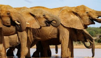 Chaque éléphant possède son propre nom dans le langage des pachydermes