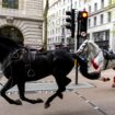 Three horses that got loose and bolted through capital to feature in Trooping the Colour