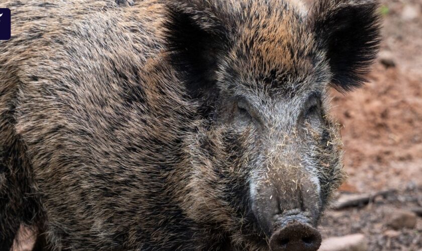 Infiziertes Wildschwein: Erster Schweinepest-Fall in Hessen
