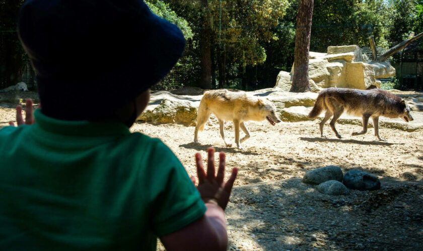 Une femme de 37 ans grièvement blessée par des loups au zoo de Thoiry