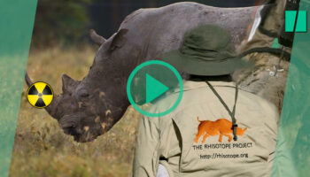 Rendre les cornes radioactives, la nouvelle idée de ces chercheurs pour sauver les rhinocéros