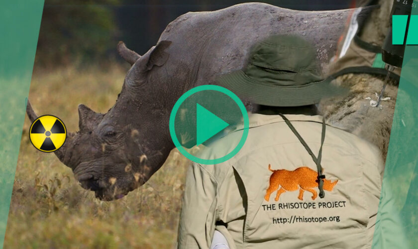 Rendre les cornes radioactives, la nouvelle idée de ces chercheurs pour sauver les rhinocéros