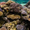 Fascinants et fragiles coraux