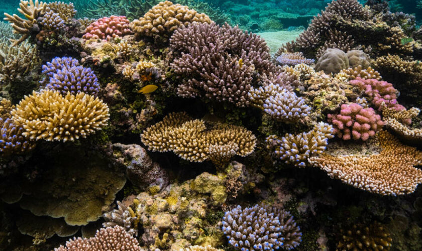 Fascinants et fragiles coraux