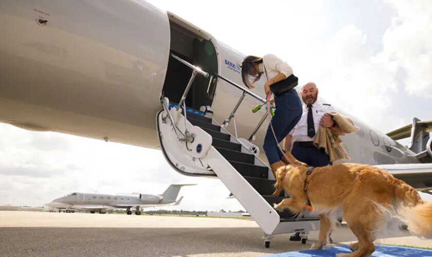 Bark Air, la aerolínea en la que los perros viajan en primera clase