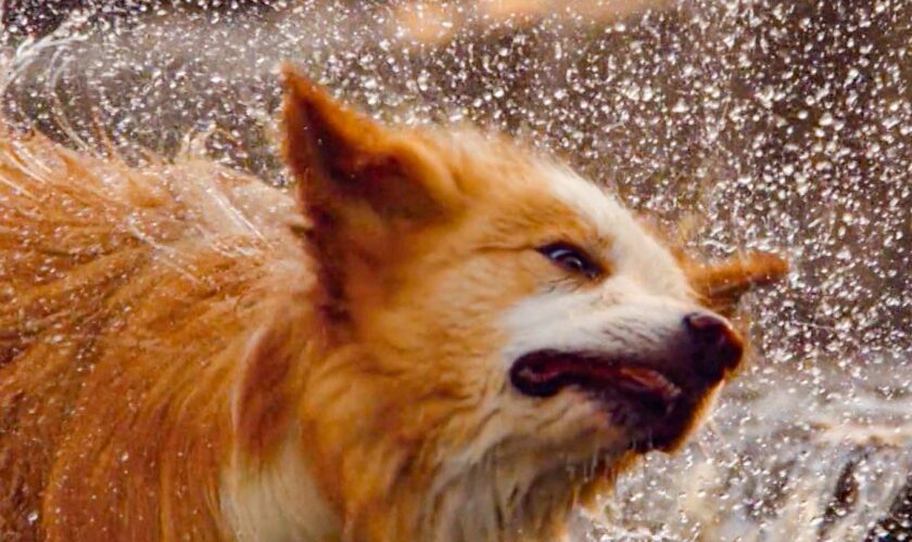 Beeindruckende Aufnahmen: Hund schüttelt sich Wasser aus dem Fell – die effektive Technik der Vierbeiner in Super-Zeitlupe