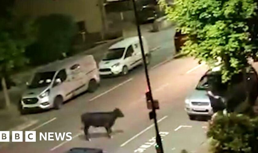 Calls for investigation after police car strikes loose cow