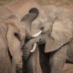 Elephants call each other by name, study suggests