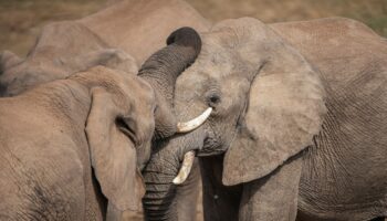 Elephants call each other by name, study suggests