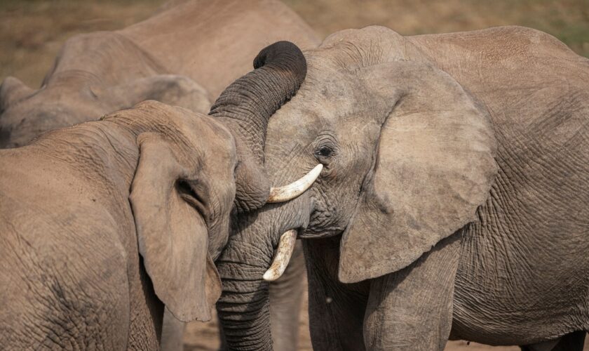 Elephants call each other by name, study suggests