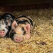 Family sues butcher who slaughtered pet pigs when he went to wrong house