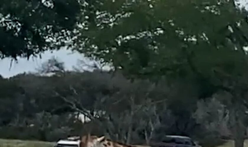 Giraffe picks up toddler before returning her to shocked parents, video shows