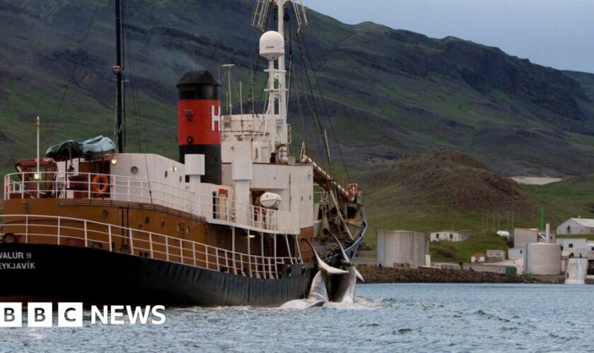 Iceland grants whale hunting permit despite animal welfare concerns