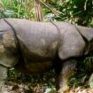Indonesien: Zwölf Jahre Haft für Wilderer nach Abschuss von Java-Nashörnern