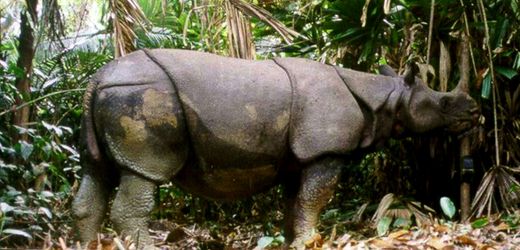 Indonesien: Zwölf Jahre Haft für Wilderer nach Abschuss von Java-Nashörnern