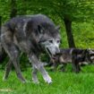 Joggeuse attaquée par les loups à Thoiry : un accident et des questions sur la responsabilité