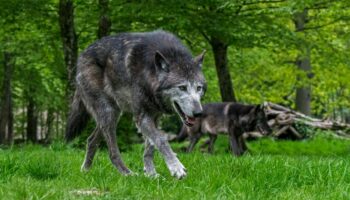 Joggeuse attaquée par les loups à Thoiry : un accident et des questions sur la responsabilité