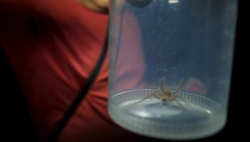"Kräftige Beißwerkzeuge": Unbekannte nachtaktive Spinnenart: Forscher machen unglaubliche Entdeckung