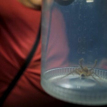 "Kräftige Beißwerkzeuge": Unbekannte nachtaktive Spinnenart: Forscher machen unglaubliche Entdeckung