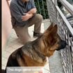 La emotiva reacción de un perro al reencontrarse con su dueño tras tres años sin verse
