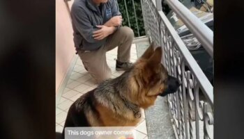 La emotiva reacción de un perro al reencontrarse con su dueño tras tres años sin verse