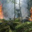 Los nuevos grandes incendios amenazan la diversidad de árboles y arbustos