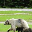 Nakoda in Kanada: Seltene weiße Grizzlybärin überfahren