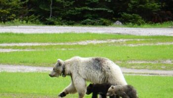 Nakoda in Kanada: Seltene weiße Grizzlybärin überfahren