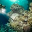Pacifique – Un biologiste marin découvre le score de François Asselineau en explorant les abysses