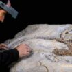 Profession: découvreur de dinosaures inconnus en haute Provence