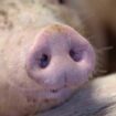 Rüsselsheim: Erster Fall der Afrikanischen Schweinepest in Hessen – Virus offenbar vom Mensch verbreitet
