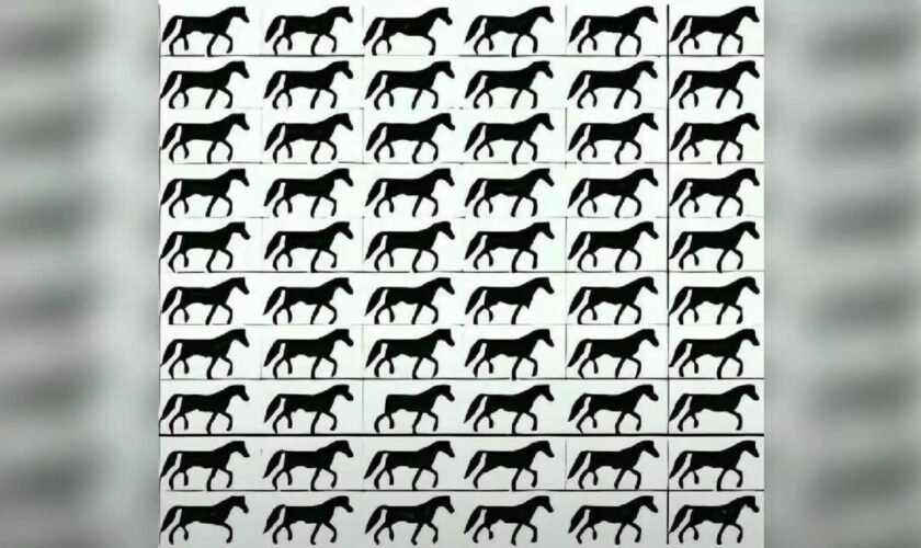 Suchbild: Augentest: Finden Sie das einzigartige Pferd – in 15 Sekunden?