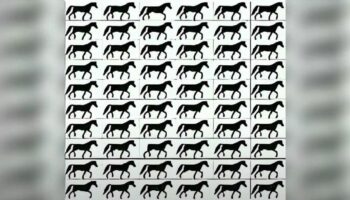 Suchbild: Augentest: Finden Sie das einzigartige Pferd – in 15 Sekunden?
