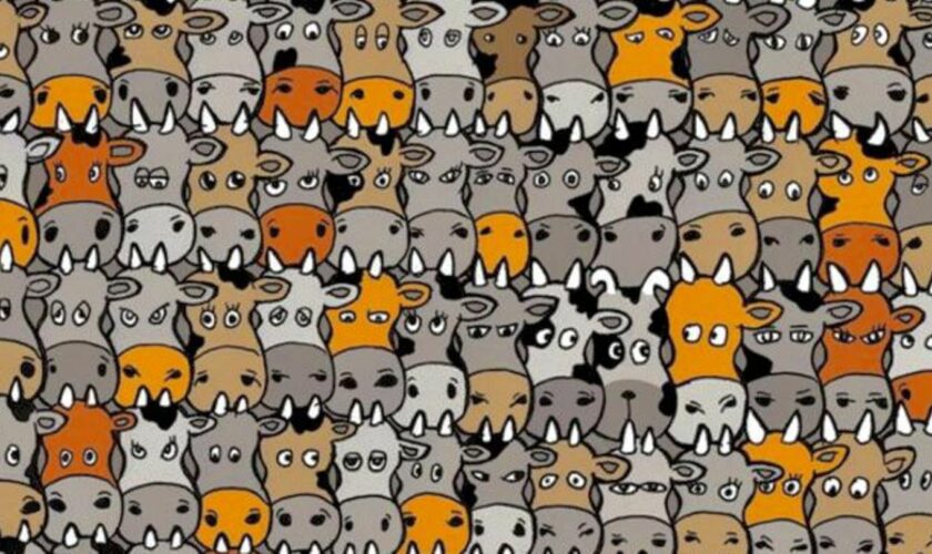 Suchbild: Augentest: Finden Sie den Hund in der Kuhherde in zehn Sekunden?