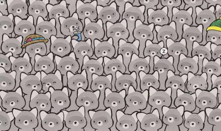 Suchbild: Augentest: Finden Sie die kleine Katze unter den Waschbären in 15 Sekunden?
