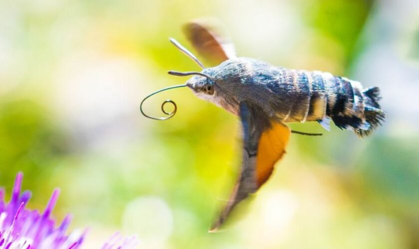 Viele der gen Süden ziehenden Insekten sind bekannte Gartenbewohner - so auch das Taubenschwänzchen. Foto: Will Hawkes/Universit