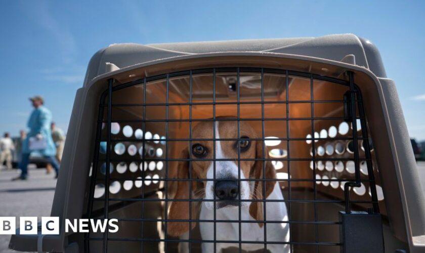 US dog breeder fined $35m after 4,000 beagles rescued
