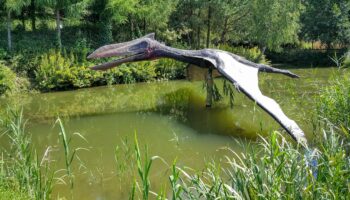 Un agriculteur australien découvre une nouvelle espèce de ptérosaure