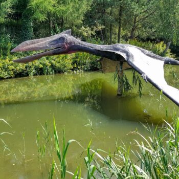 Un agriculteur australien découvre une nouvelle espèce de ptérosaure