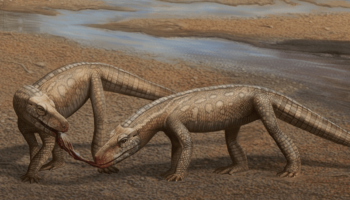 Un ancêtre des crocodiles vient d'être découvert et il a 237 millions d'années