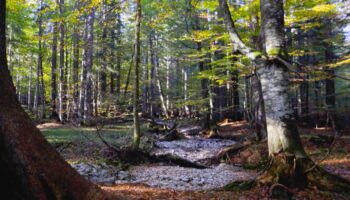 Unberührte Natur: Geheimnisvoller Rothwald: So sieht es im letzten Urwald Mitteleuropas aus