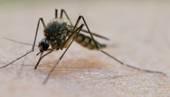 Plage im DFB-Quartier – „Es sind unheimlich viele Mücken“