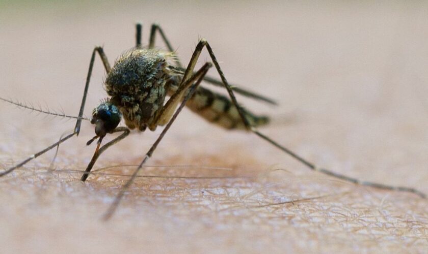 Plage im DFB-Quartier – „Es sind unheimlich viele Mücken“