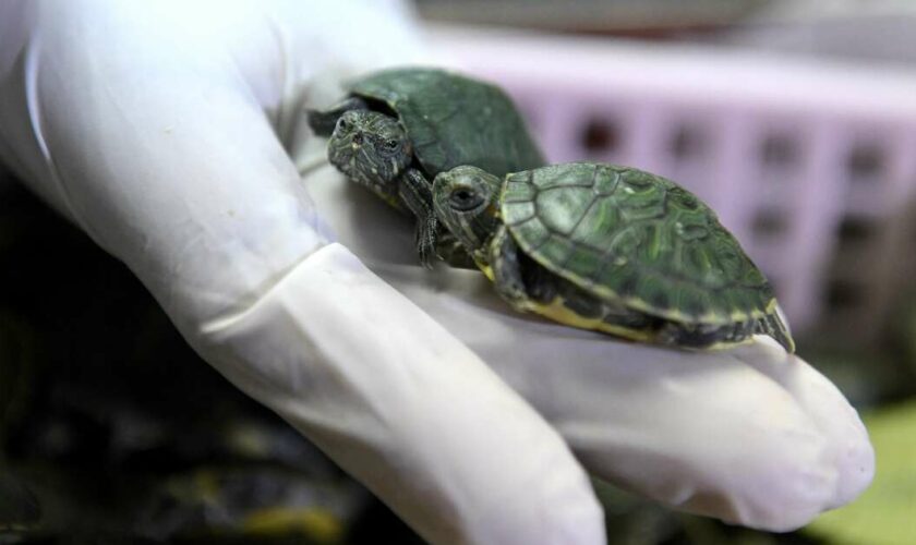 La Malaisie s’attaque au “gang des Tortues Ninja” et saisit 361 tortues vivantes