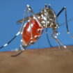 Premier cas autochtone de dengue : «Les moustiques tigres émergent de plus en plus tôt dans l’année»