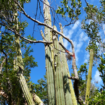 Un cactus de Floride, première plante victime de la montée des eaux aux États-Unis