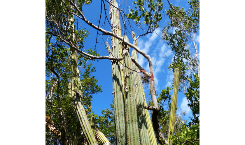 Un cactus de Floride, première plante victime de la montée des eaux aux États-Unis