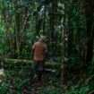 En Amazonie colombienne, scientifiques et Amérindiens reboisent la forêt inondable